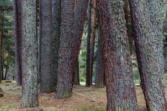 Trunks of Scots pine, sessile, mountain pine. Pinus sylvestris. Hoyos del Espino, Ávila, Spain.