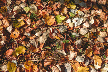 Group of various autumn fallen leaves in red and orange colors lying on ground isolated, dump of different leaves, autumn concept