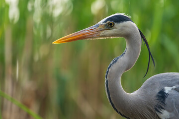 grey heron ardea cinerea