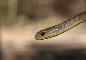 Close-up of a beautiful Short-snouted Grass Snake (Psammophis brevirostris) in the wild	