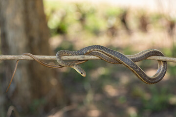 Short-snouted Grass Snake (Psammophis brevirostris) on a tree branch 