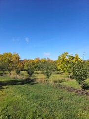 A grassy field with trees and blue sky