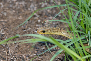 Close-up of a beautiful Short-snouted Grass Snake (Psammophis brevirostris) in the grass