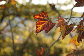 foglie nel bosco in autunno