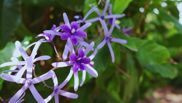 A beautiful Petrea Purple Wreath ( Queen's Wreath or Sandpaper Vine Flowers in blooms