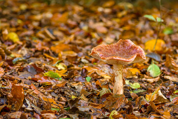 Close-up of autumn mushroom in forest