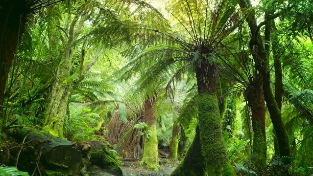 Green jungle vegetation. Tasmania fern trees and sunshine light through canopy