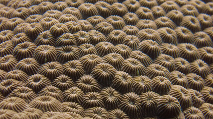 Diploastrea heliopora, commonly known as diploastrea brain coral or honeycomb coral. Coral polyp...