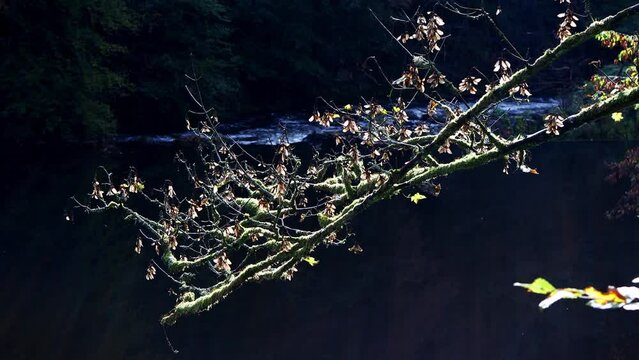 the german wupper river in autumn video