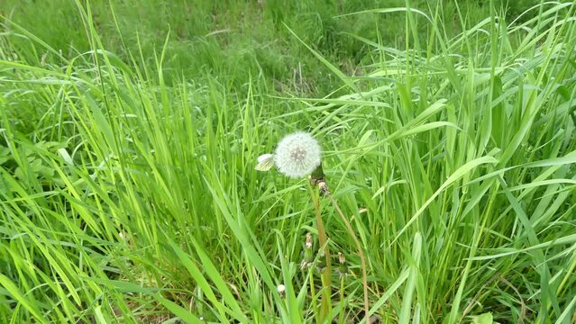 Butterfly Green-veined white, Pieris napi on dandelion with seeds in meadow among green grass - real time. Topics: beauty of nature, fauna, flora, natural environment