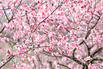 	満開に咲く梅の花