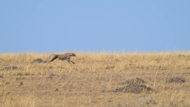 Cheetah chasing Topi antelope and Thomson's gazelle in Masai Mara