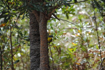 Eastern Yellow Robin (Eopsaltria australis) perched on a tree trunk