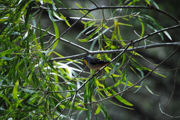 Spotted Pardalote (Pardalotus punctatus) perched on a branch among foliage  