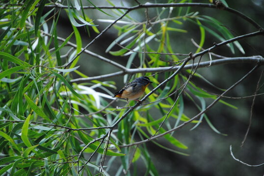 Spotted Pardalote (Pardalotus punctatus) perched on a branch among foliage  