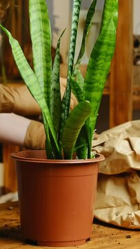Vertical video. Woman replanting snake plant. Home gardening.