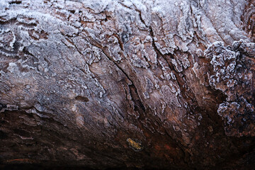 texture of the bark of oak.  photo of the oak texture with a frost