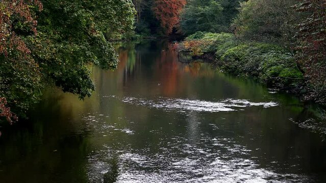 the german wupper river in autumn video