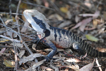 Male eastern water dragon (Intellagama lesueurii) on leaf litter 