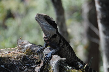 Male eastern water dragon (Intellagama lesueurii) side profile perched on a rock