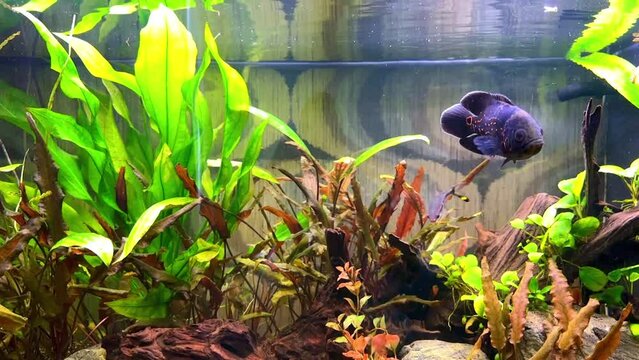 Aquascape of a freshwater aquarium with live plants and fish Astronotus, denison barb. Slow motion