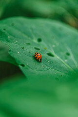 ladybug on leaf