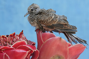A young turtledove is foraging on a torch ginger flower that is in full bloom. This bird has the...