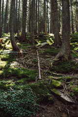 top view of the tops of trees of coniferous forests in the Carpathians