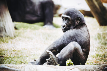 Petit bébé gorille des plaines de l'ouest