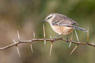 White banded mokingbird in Calden Forest environment, Patagonia forest, Argentina.