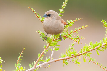 Bay winged Cowbird in Calden forest environment, La Pampa Province, Patagonia, Argentina.