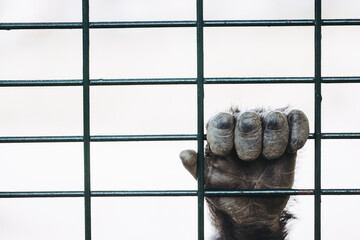 Main d'un gorille des plaines accrochée aux barreaux d'une cage