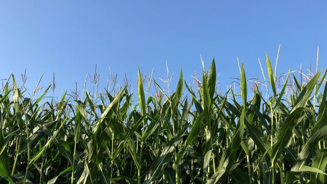 Corn stalks in a field against blue sky