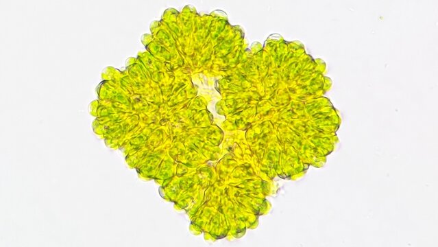Freshwater microalgae, Botryococcus sp. Live cell. Selective focus image
