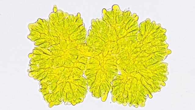 Freshwater microalgae, Botryococcus sp. Live cell. Selective focus image