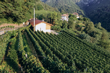 Vineyards in the mountains in South Tyrol in northern Italy, about 15 km south of Bolzano, Pinot Noir Trail