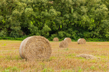 Heuballen auf einem Feld vor B&auml;umen im Hintergrund