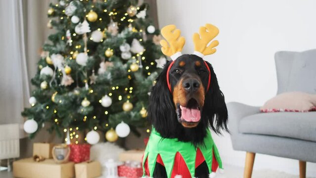 Scottish setter dog wearing festive rim and elf suit sitting next to decorated christmas tree at home