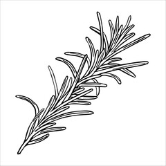 Rosemary, graphic, vector, hand drawing, spice branch. Illustration for packaging design.