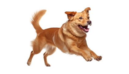 Naklejka premium golden retriever dog isolated on transparent background cutout
