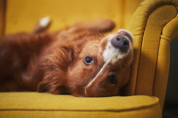 Cute dog alone at home. Funny Nova Scotia Duck Tolling Retriever lying on back in yellow chair..