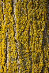 Orange lichen, yellow scale, maritime sunburst or shore lichen (Xanthoria parietina) is a foliose or leafy lichen. Intensive color of structures on a tree trunk. Macro close up background with details