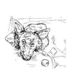 black and white german shepard dog 