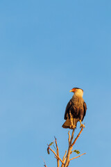 carcará hawk on a tree branch
