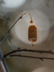 Nahaufnahme eines zerfallenden Kätzchens der Birke (Betula pendula). IIm Gegenlicht leuchtende, sich auflösende Samenkapsel.