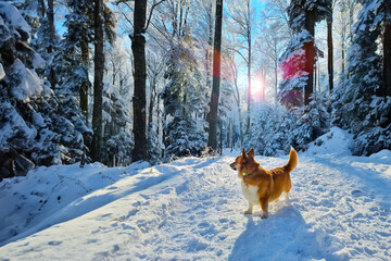 Cute Pembroke Welsh Corgi dog walking and playing in the snow. Dog in winter wonderland background. Natural wallpaper, lens flare over the dog in the forest