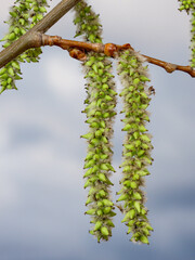 Detaillierte Nahaufnahme von weibliche  Blütenkätzchen an einem kleinen Zweig der Zitterpappel (Populus tremula).