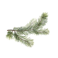 Green lush spruce branch. Fir branches. Isolated on white background.