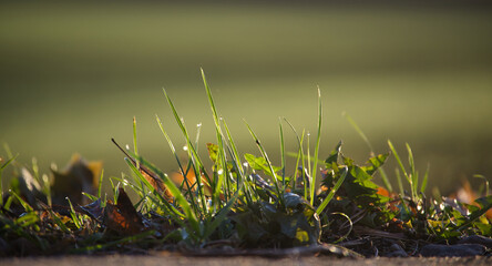 Close up of grass and leaves with dew drops