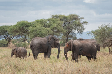 Elefantes en la sabana